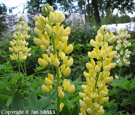Kirjolupiini, Lupinus x regalis 'Chandelier' Lupinus x regalis 'Chandelier', kirjolupiini